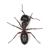 Fourmis charpentières