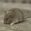 Exterminateur de souris : Est-ce qu’il existe du poison à rongeurs qui sèche?