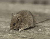 Exterminateur de souris : Est-ce qu’il existe du poison à rongeurs qui sèche?