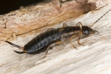 Insecticides en quincaillerie?